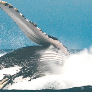 excursion ballenas jorobadas