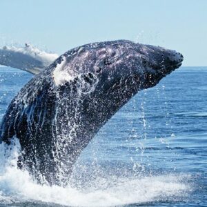 excursion ballenas jorobadas