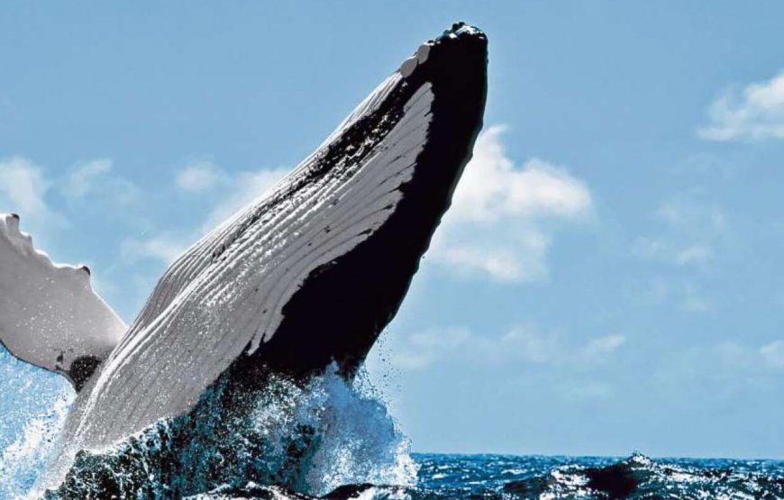 Excursión Ballenas Jorobadas Samaná