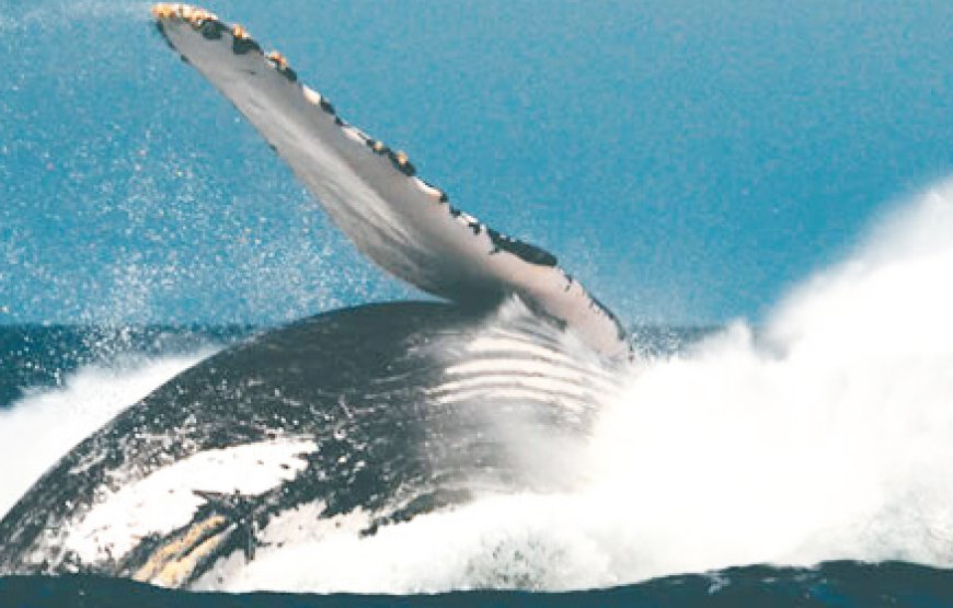 Excursión Ballenas Jorobadas Samaná