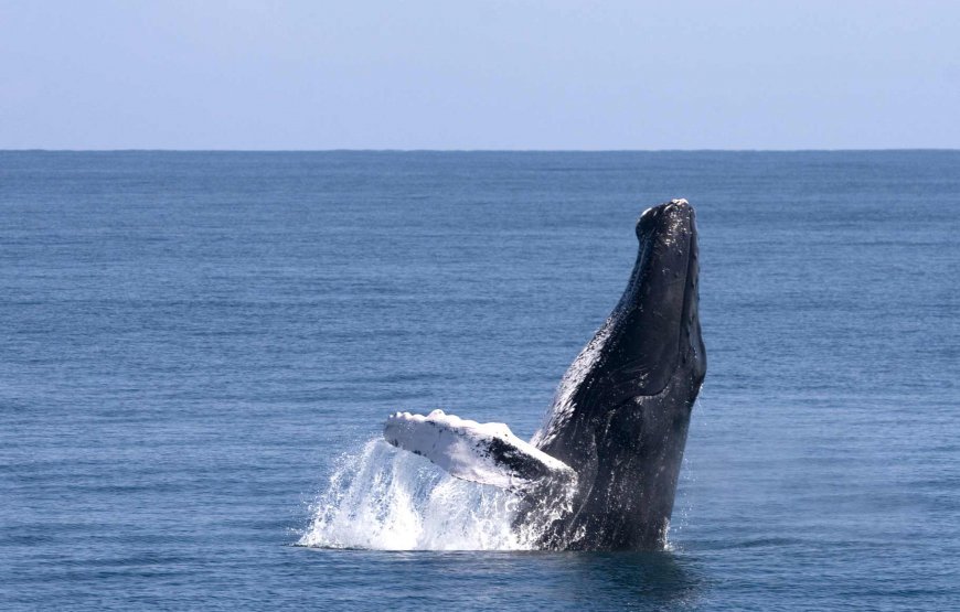 Excursión Ballenas Jorobadas Samaná
