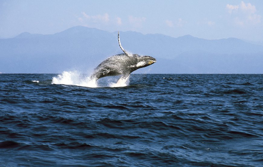 Excursión Ballenas Jorobadas Samaná