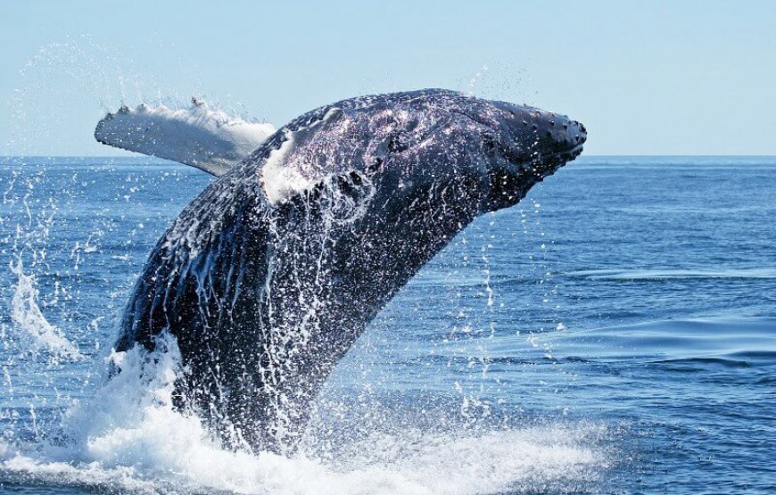 Excursión Ballenas Jorobadas Samaná