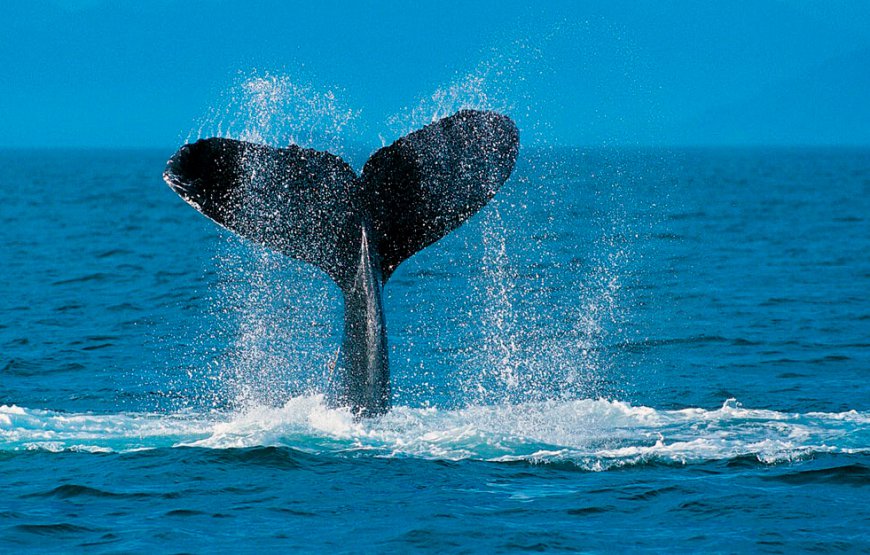 Excursión Ballenas Jorobadas Samaná