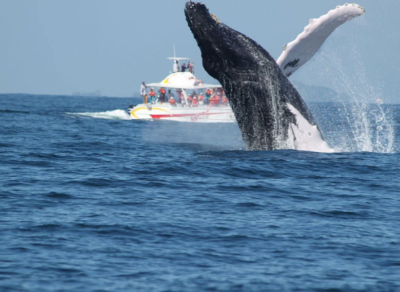 tour ballenas jorobadas