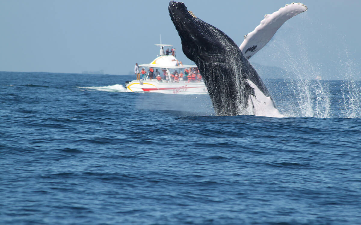 tour ballenas jorobadas