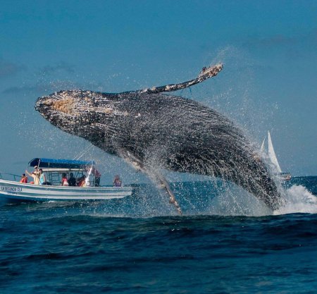 Excursion Ballena Jorobada