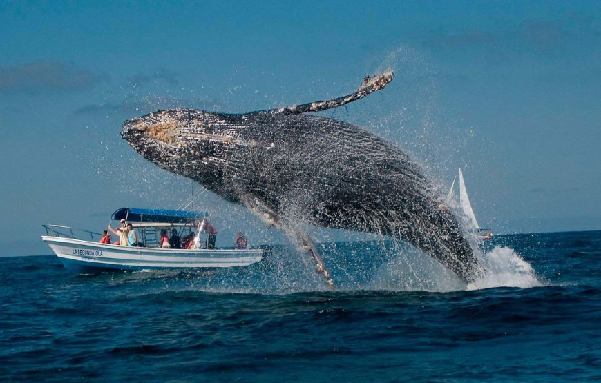 Excursión Ballenas Jorobadas Samaná