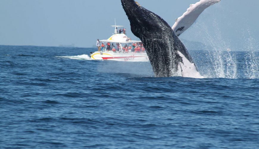 tour ballenas jorobadas